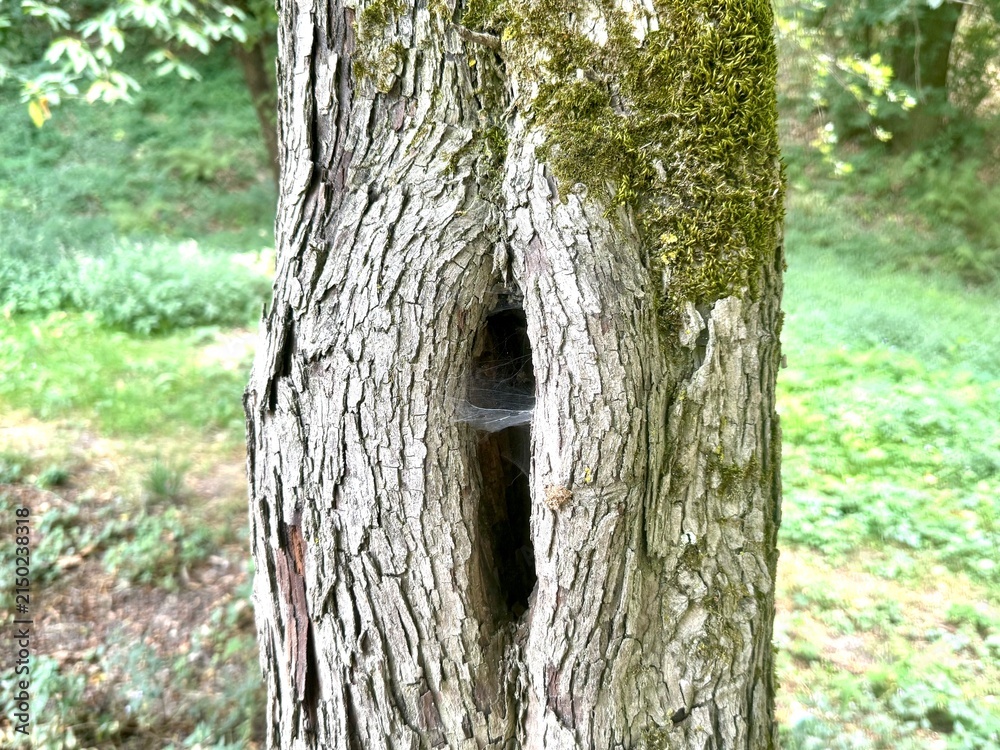 Fototapeta premium Italy, Borgo san Dalmazzo, July 31 , 2026. Natural Hollow in Tree Trunk Covered with Moss and Spider Web in Forest. Autore : Djundiet A.