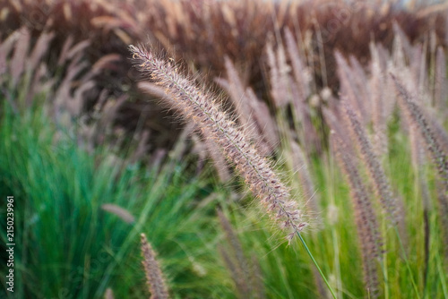 фотографія Close-up of tall ornamental grasses swaying gently in a sunlit meadow with soft bokeh background