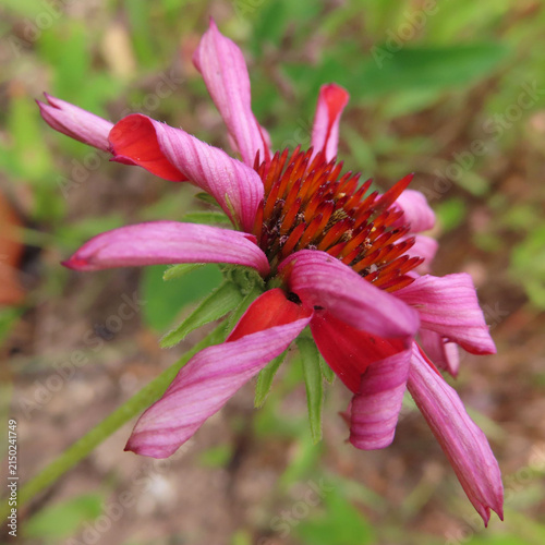 日本で夏にエキナセアが黄色や赤色の花を咲かせています