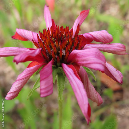 日本で夏にエキナセアが黄色や赤色の花を咲かせています