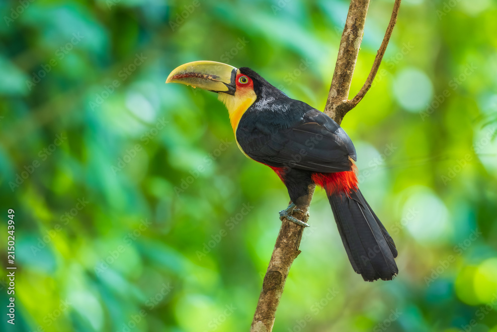 Obraz premium Red-breasted Toucan (Ramphastos dicolorus) perched on a branch in lush rainforest canopy, vibrant green background, Brazil.