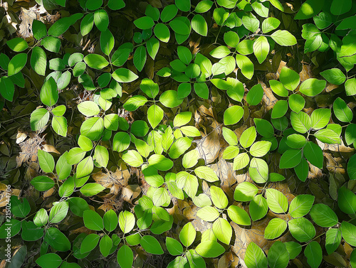 Gentle Sunlight Patterns on the Ground of the Forest