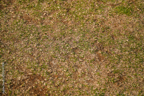 Fotografie Dry patchy grass field with sparse green blades and brown soil showing signs of seasonal wear ideal for landscaping or environmental themes, elegantly showcasing lawn
