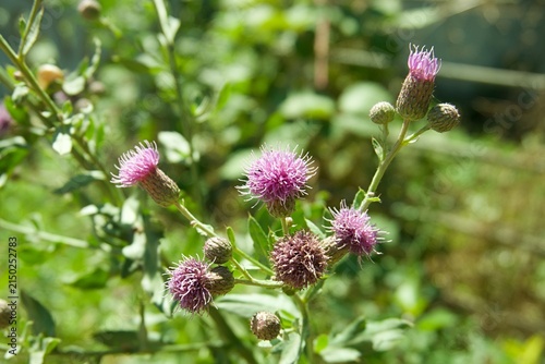 Obraz na plátně Beautiful pink flowers of Cirsium arvense creeping thistle blooming in a wild su