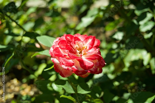 Quadro su tela Beautiful Bicolor Double Delight Rose Flower Blooming in the Summer Garden Close
