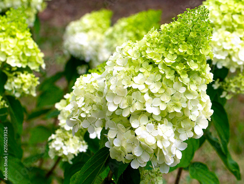 Fotografía Bright close-up photograph of blooming panicle hydrangea flowers with pale green