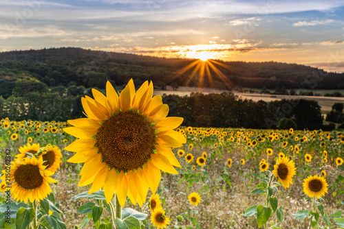 Sonnenblume auf einem Sonnenblumenfeld bei Sonnenuntergang mit Sonnenstern