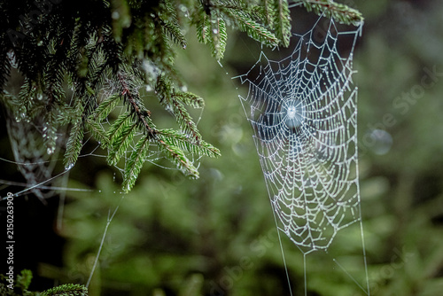 Spider web sparkling between evergreen branches