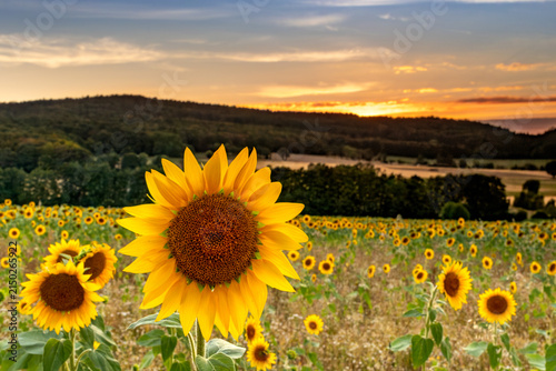 Sonnenblumenfeld bei goldenem Sonnenuntergang in ländlicher Landschaft