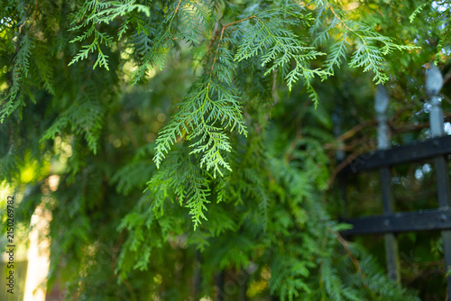 Fotografie Close‑up of lush green conifer branches with sunlight filtering through
