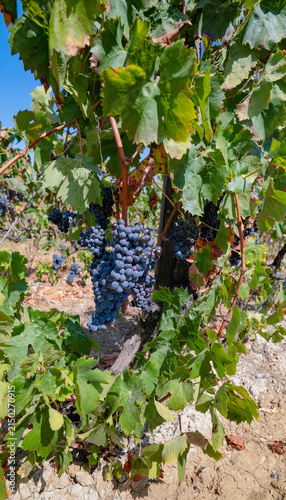 Dark Grape Clusters Ready for Harvest in Sunny Vineyard