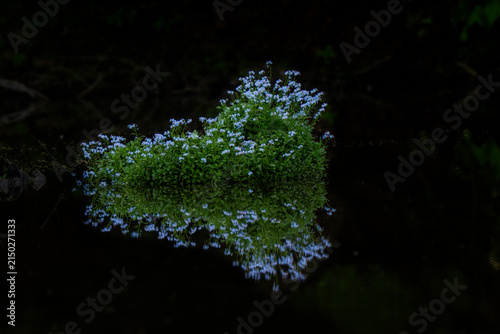 Принти на полотні A cluster of small blue flowers grows densely at the edge of a dark pond