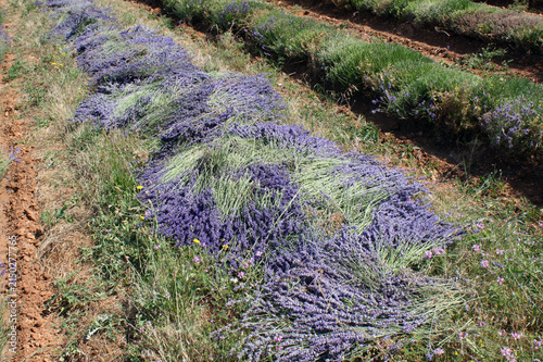 Canvas Print moisson de la lavande  les bouquets sont sur le sol