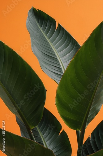 Vibrant Tropical Green Leaves Against a Bold Orange Background