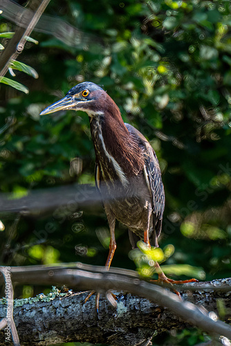 Quadro su tela A heron perches on a branch surrounded by dense greenery