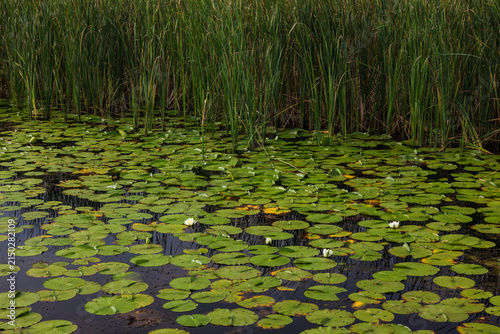 Lily Pads and Reeds In Marshland