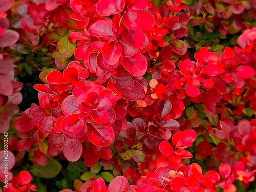 pink hydrangea flowers
