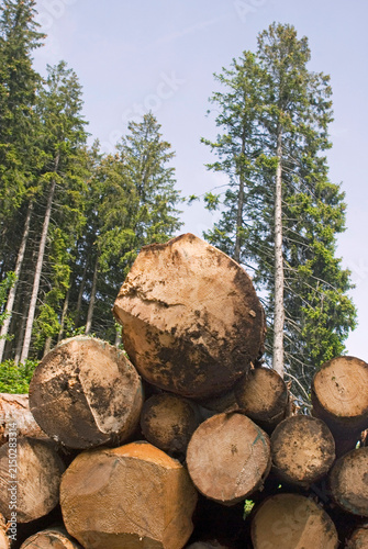 tree trunks cut in the forest