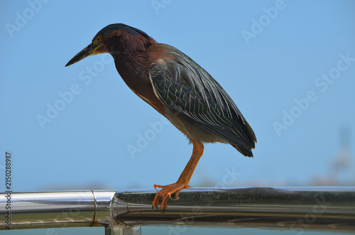 Portrait of a Green Heron b