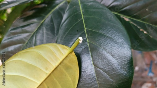 Canvastavla Fresh white latex sap drips from broken green jackfruit leaf stalks in the garden