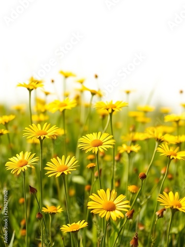 Golden field daisies swaying gently in a summer breeze, isolated on a white background, ||golden, idyllic