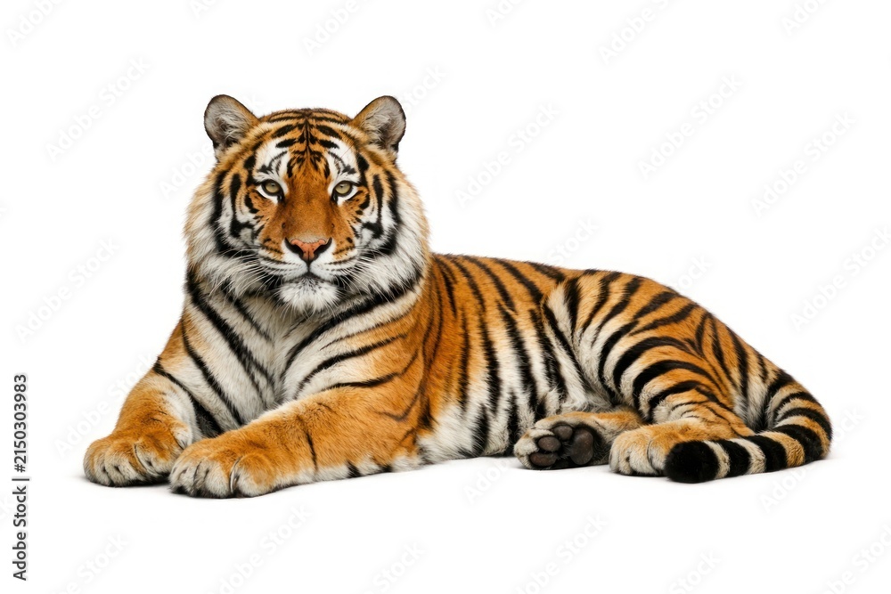 Obraz premium A majestic tiger lying down against a plain white background.
