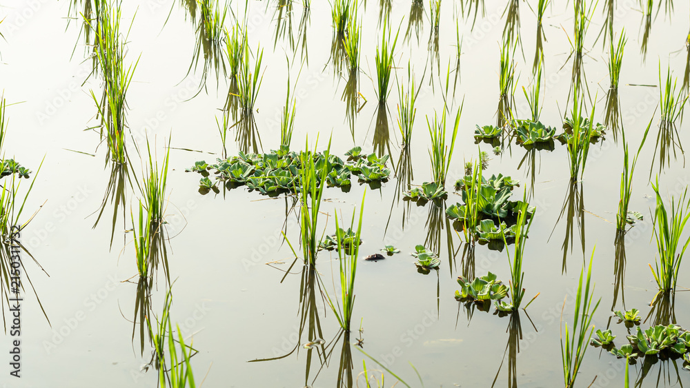 Obraz premium Young Green Rice Sprouts and Water Lettuce Growing in Flooded Paddy Field