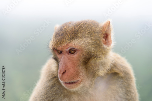 Photography Long-Tailed Macaque in Myanmar