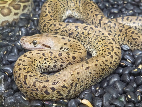 Close-Up of a Granite Burmese Python Resting on Dark Pebbles