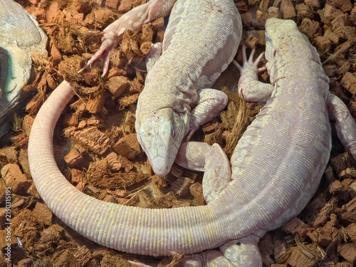 Photography Abino Tegu Lizards Python on Dark Pebbles