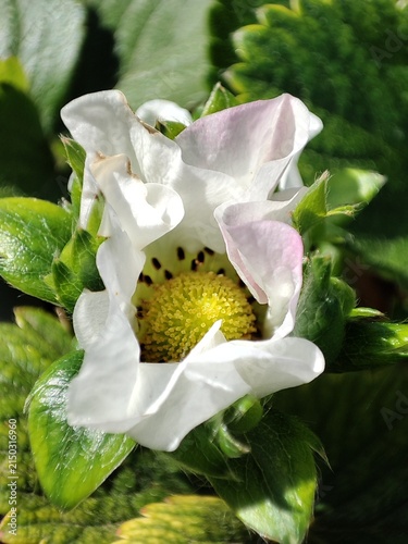 Obraz na płótnie Una flor de fresa. Fragaria. Fresón.