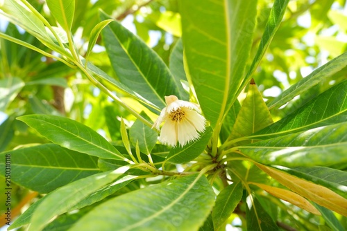 Obraz na płótnie Beautiful fringed white Elaeocarpus grandiflorus blossoms dangling from a tree in a tropical garden
