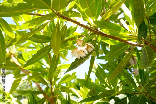 Принти на полотні Close-up view of the pendulous white flowers of Elaeocarpus grandiflorus against green foliage
