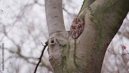 Canvas Print Tawny Owl roosting in tree fork, camouflaged against bark in winter woodland, Fi