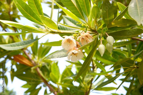 фотографія White Elaeocarpus grandiflorus flowers hanging down from a tree branch in a natural garden