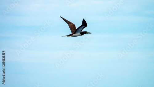 Piscivorous oceanic bird Brown booby (Sula leucogaster) flies over the wintertime Bali sea