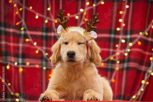 Adorable Golden Retriever puppy wearing festive reindeer antlers winking with one eye closed against red plaid background with twinkling Christmas lights.