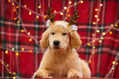 Cute Golden Retriever puppy in reindeer headband resting against festive red plaid background illuminated by cozy holiday fairy lights.