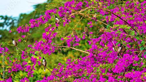 Red-whiskered bulbul (Pycnonotus jocosus). Birds on a wonderful lilac background of blooming bougainvilleas. Hong Kong Island