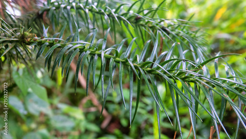 Probably Chinese fir Cunninghamia lanceolata.of cypress family, Cupressaceae. Mountain cloudy forest, hylea in Malaysia, Borneo, Gunung Kinabalu, monsoon season.