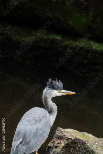 Obraz na plátně Grey heron standing beside dark woodland water, displaying elegant feathers and a distinctive long beak