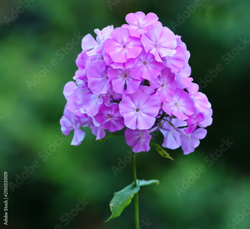 The inflorescence of decorative purple flowers on the stem