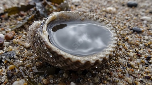 Seashell filled with water on a pebbly beach