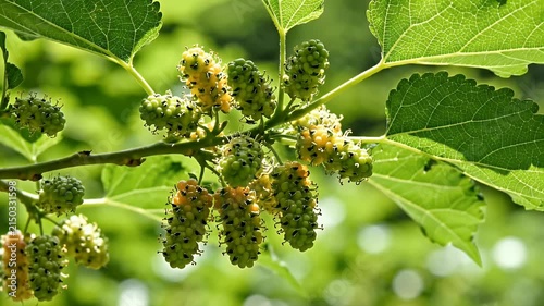 Green and yellow fruit clusters hang from a leafy tree branch