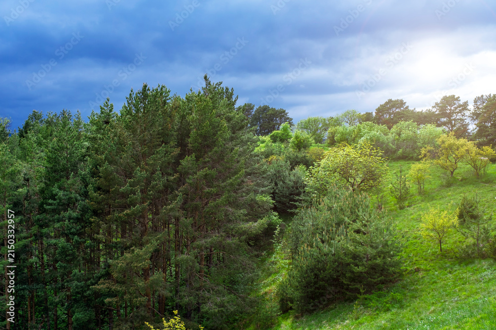 Obraz premium Pine forest edge meadow, sunny summer day. Peaceful nature scenery with lush green hills and woodland border.