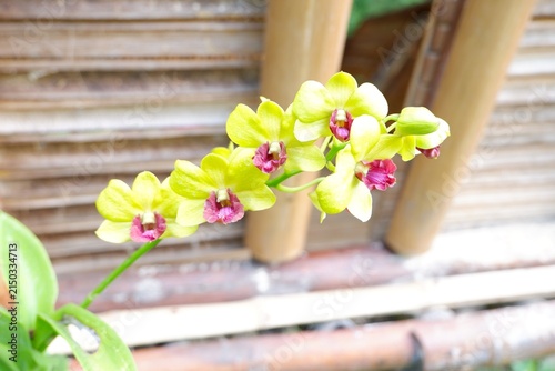Foto Dendrobium Burana Jade orchid flowers blooming on a flowering spike
