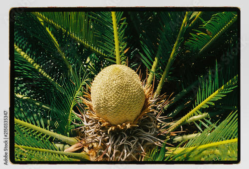 A sago palm cone emerges from a crown of fronds
