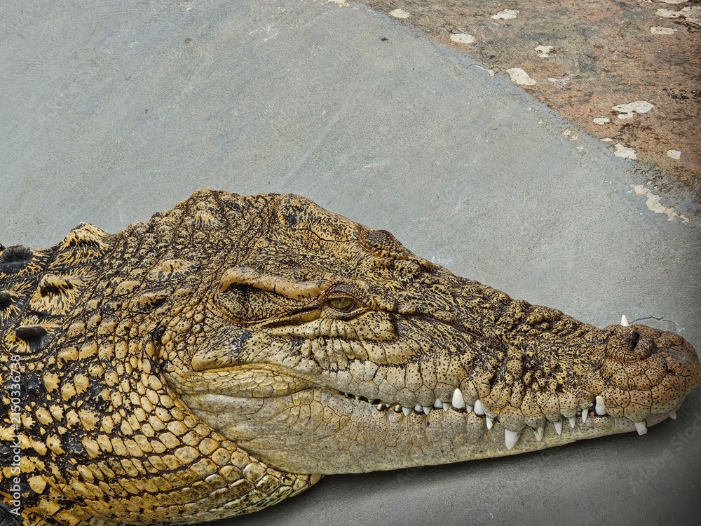 Fototapeta premium Close up profile head of crocodile resting on concrete ground displaying sharp teeth and scaly skin