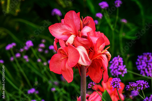 Vibrant canna lily flowers blooming in a lush garden with small purple blossoms