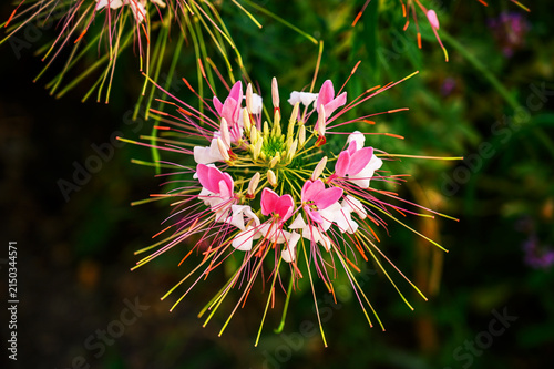 Принти на полотні Beautiful spider flower with intricate pink and white petals and extended stamen